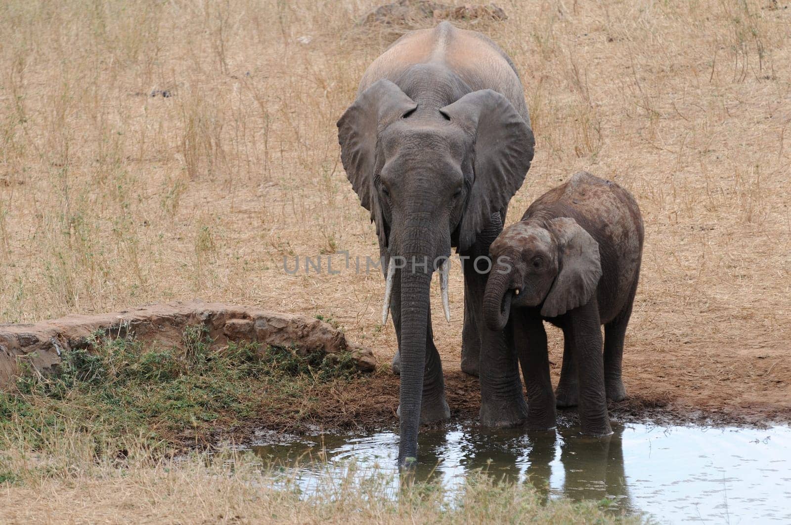 Elephants at the waterhole