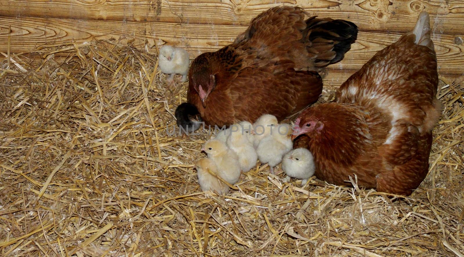 Chicken family
