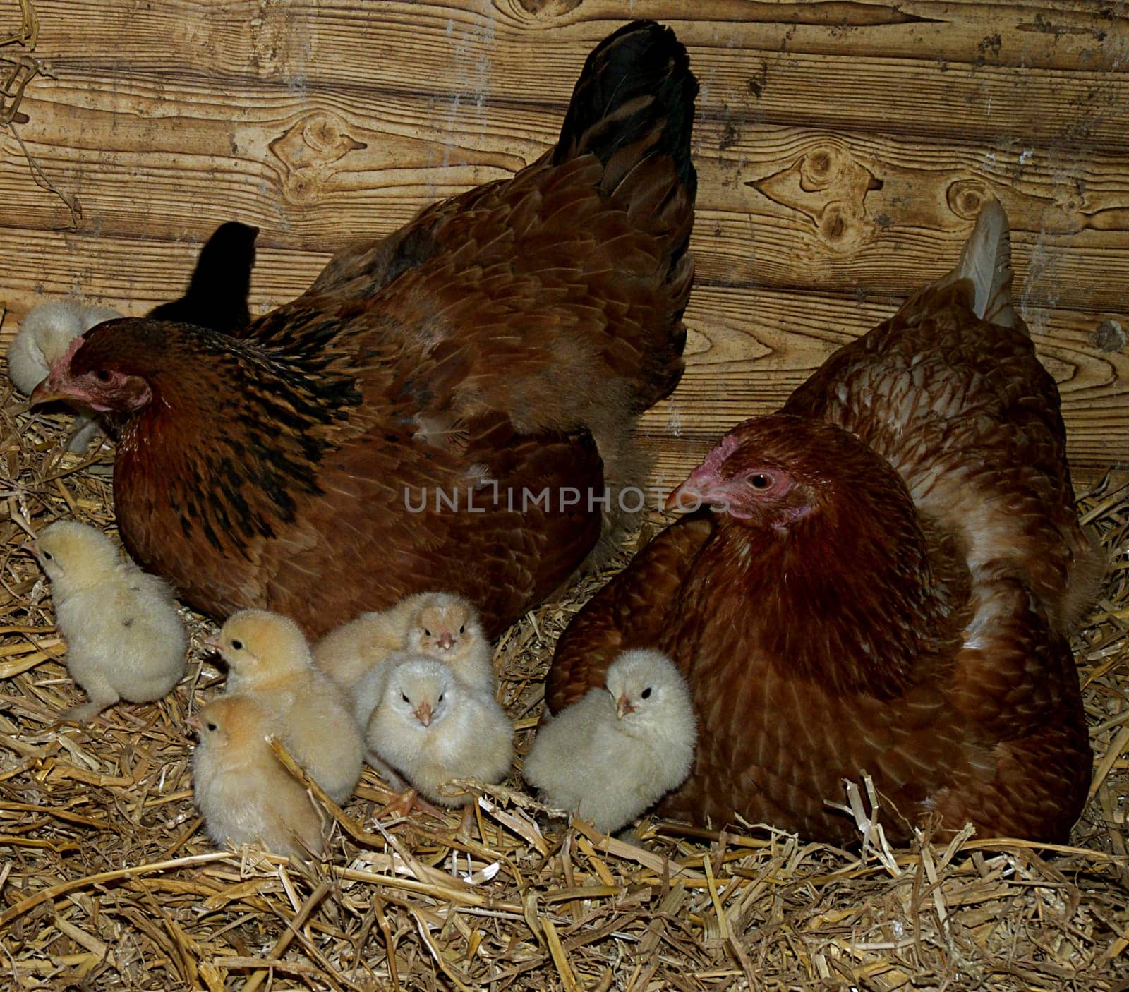 Chicken family