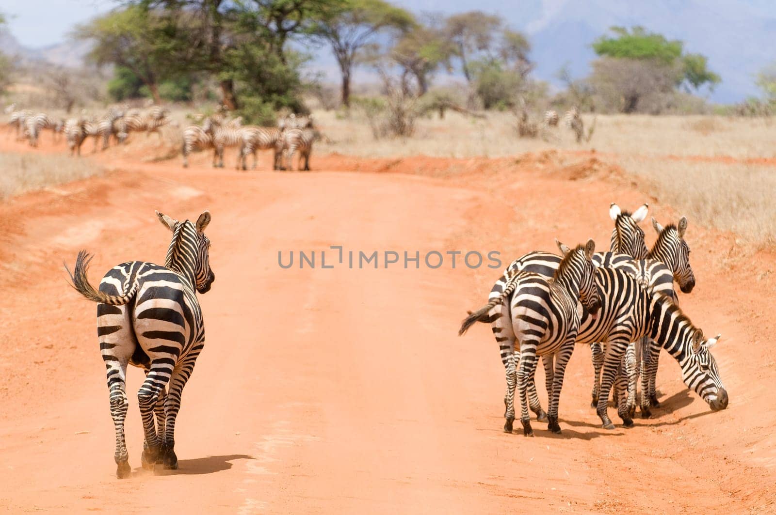 Zebras in Kenya