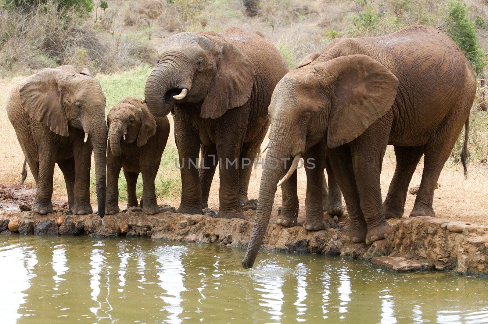 Elephants at the waterhole