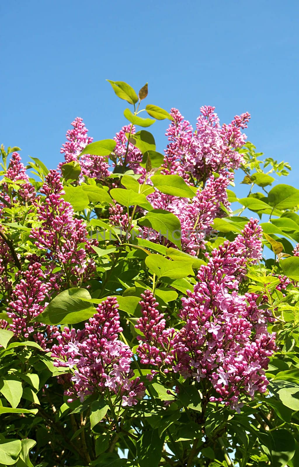 Lilac bush