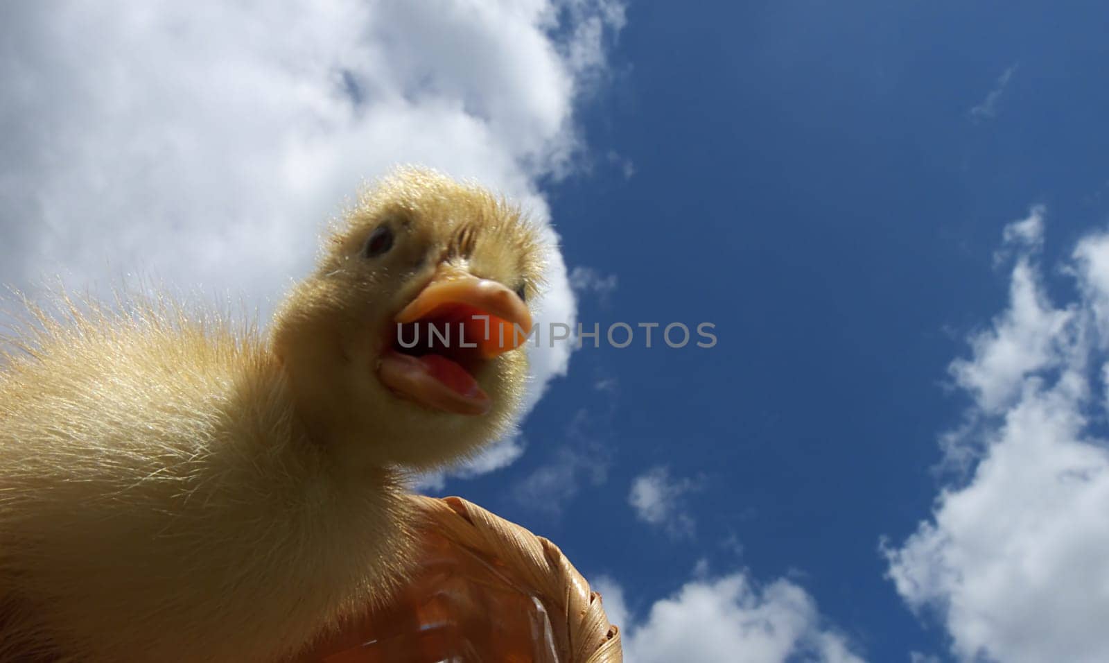 duckling