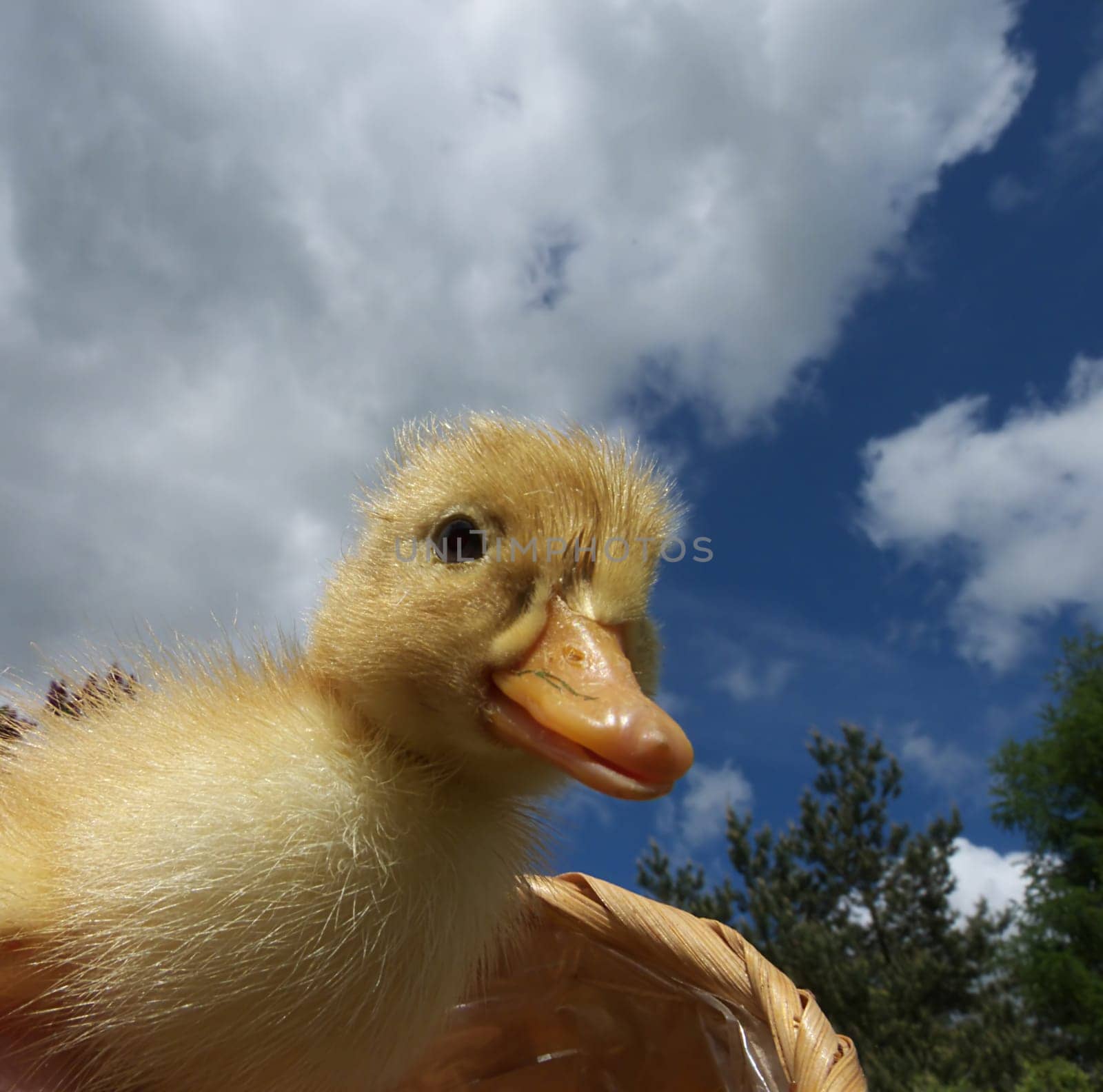 duckling
