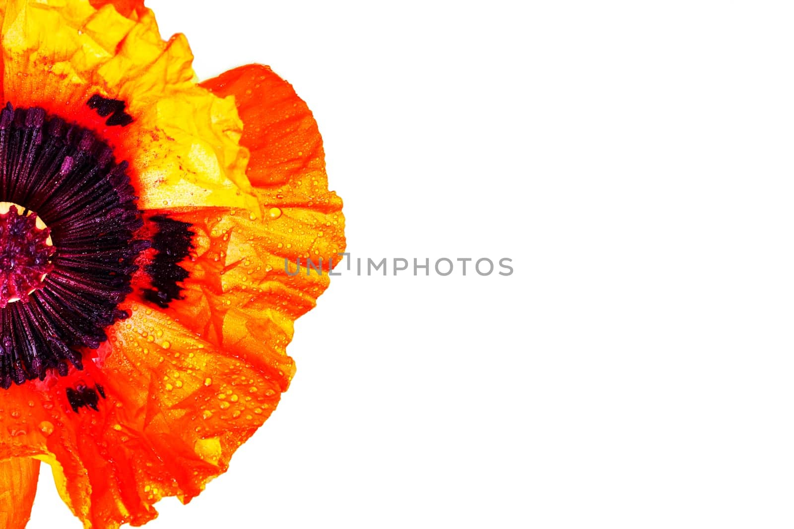 Half poppy blossom on white