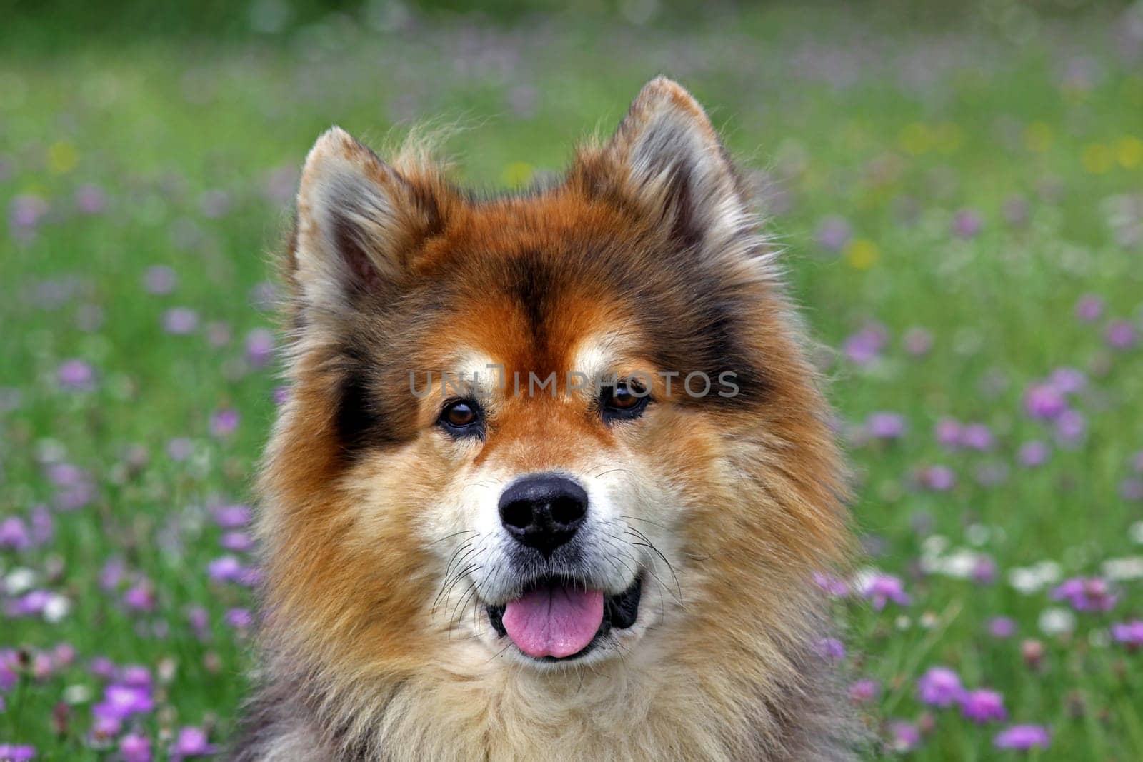 The most beautiful dog far and wide