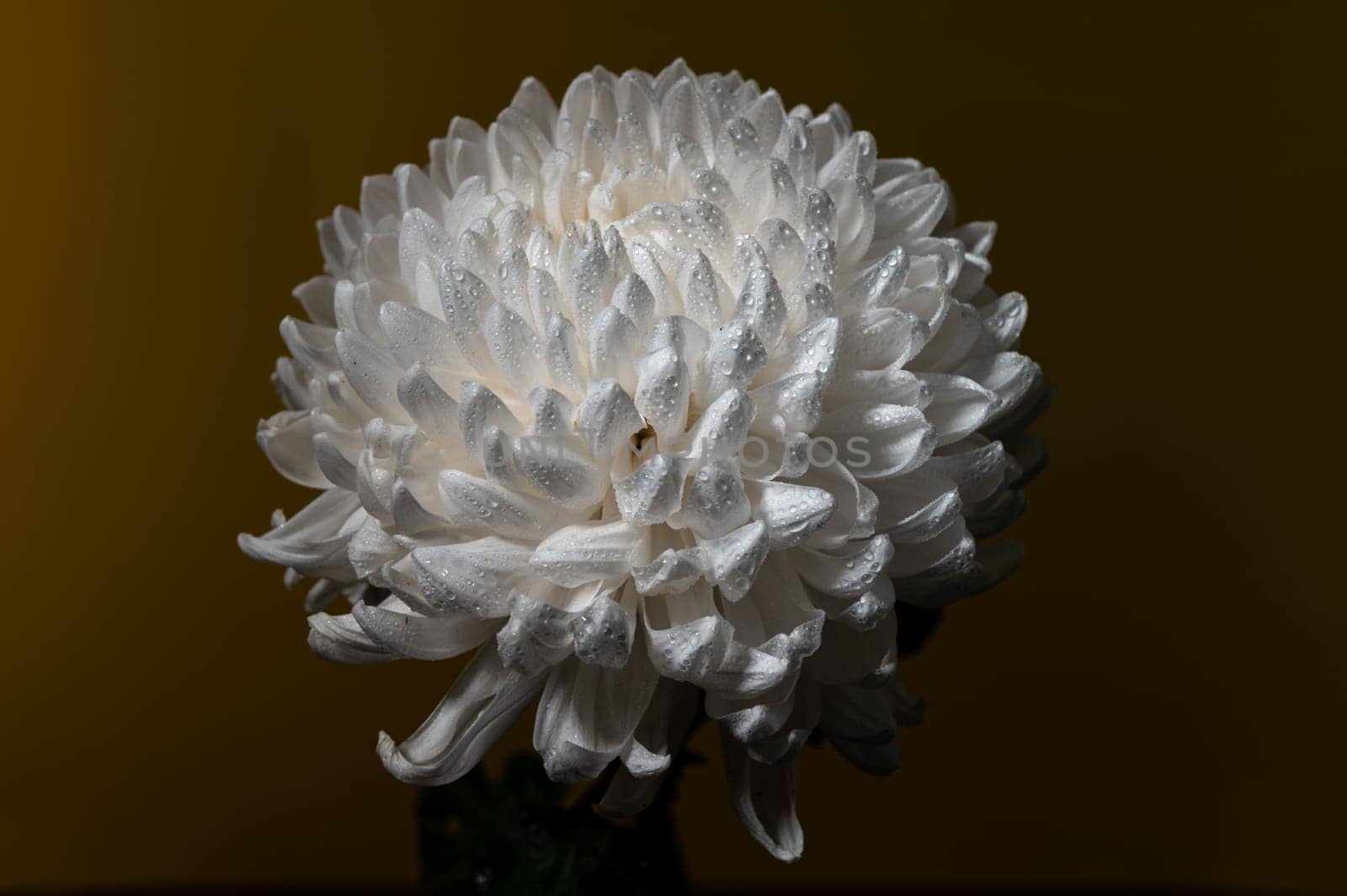White chrysanthemum on a dark background. Flower head close-up