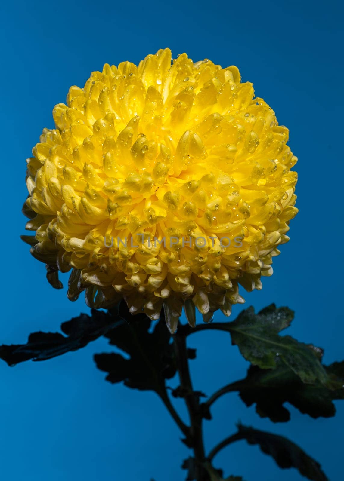 Yellow chrysanthemum on a blue background by Multipedia