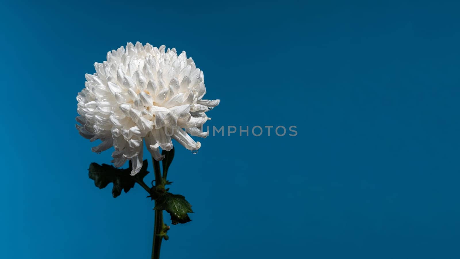 White chrysanthemum flower on a blue background. Flower head close-up