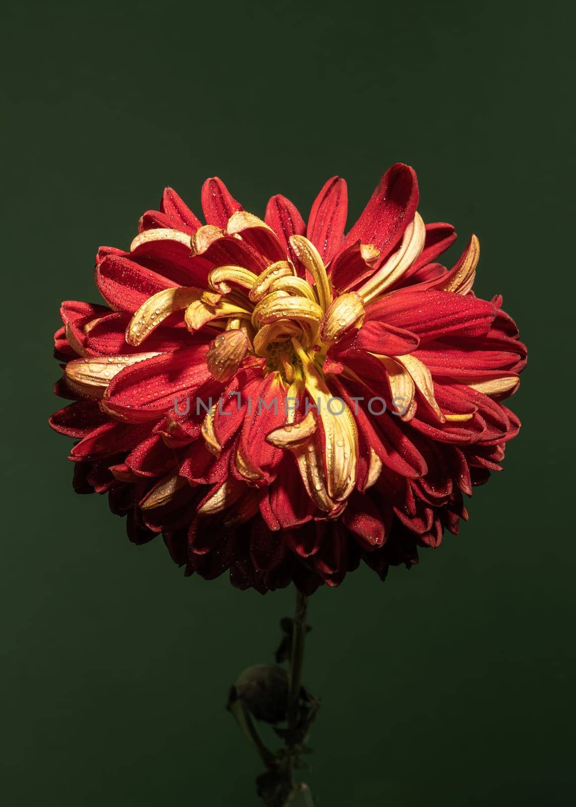 Red chrysanthemum on a green background by Multipedia