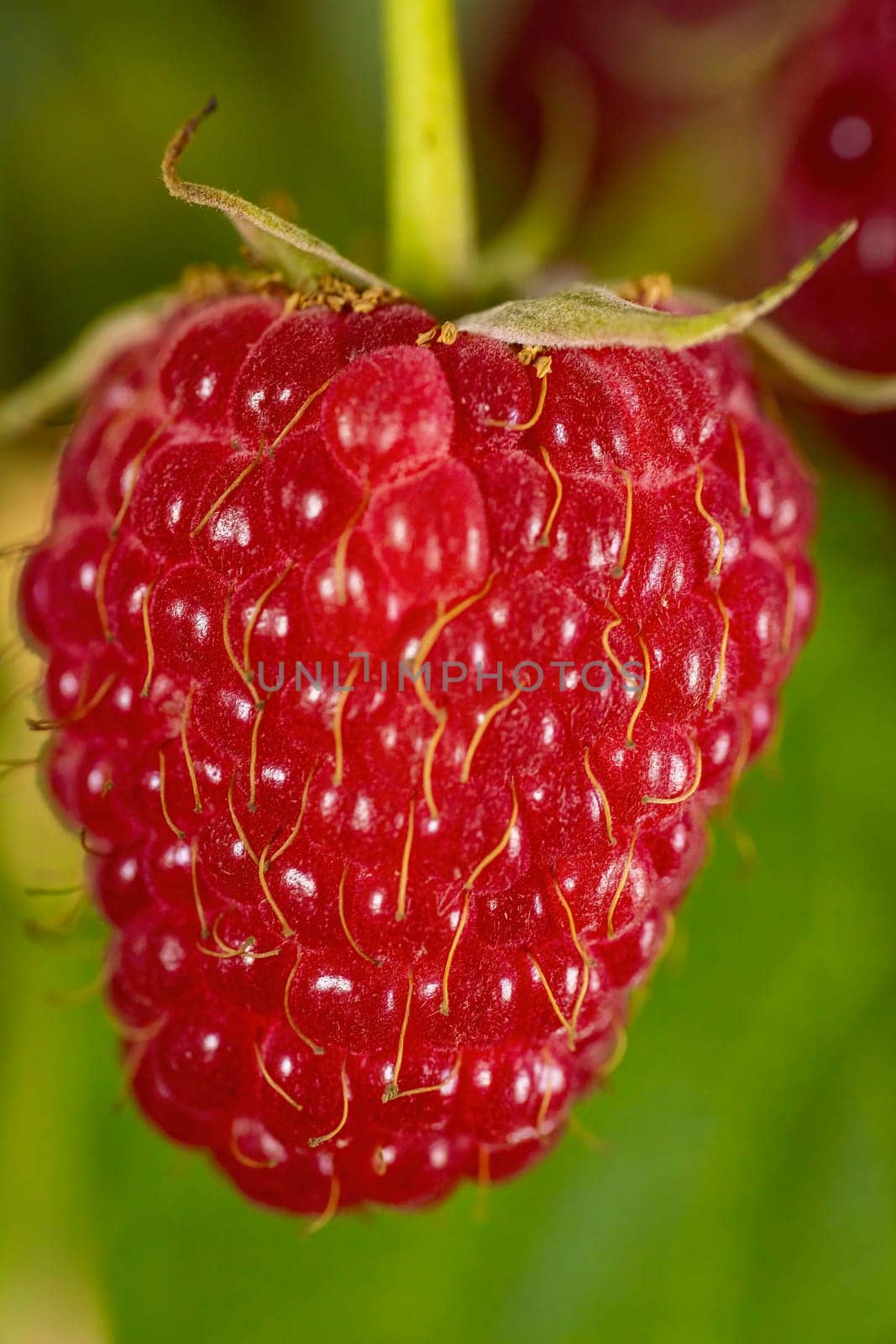 red raspberries close up by zokov