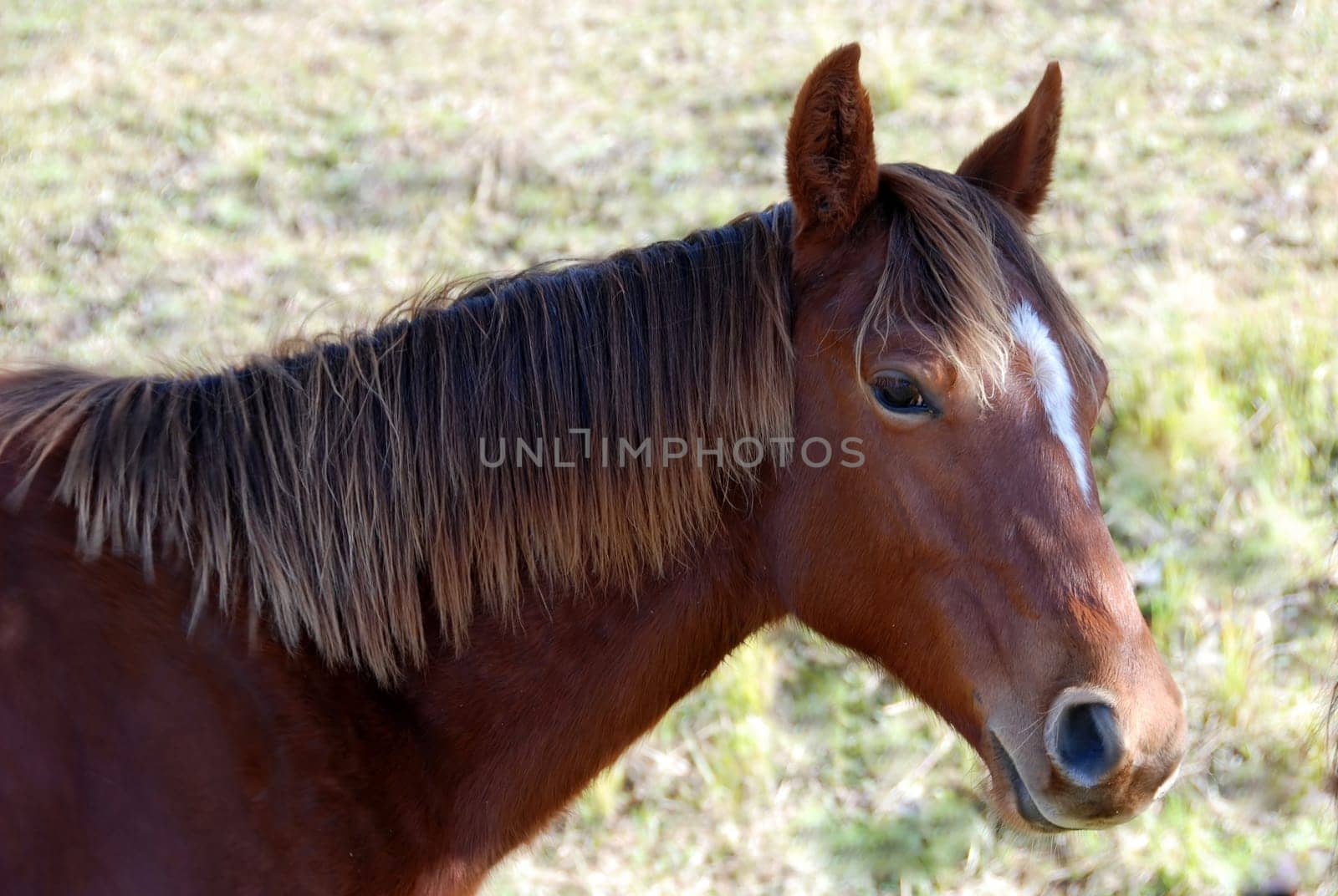 Yearling Quarter Horse,Portrait