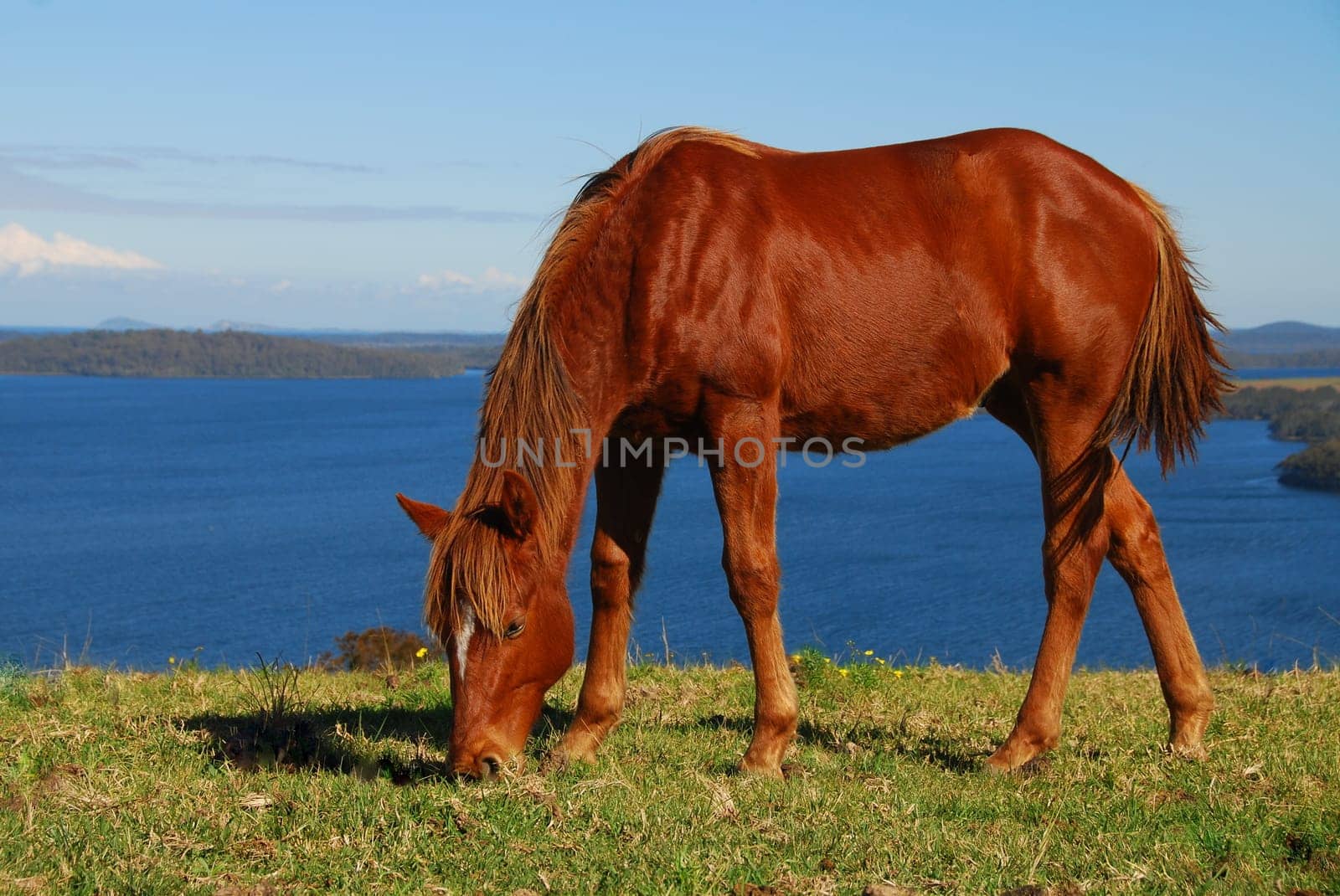 Quarterhorse yearling off Myall-Lake