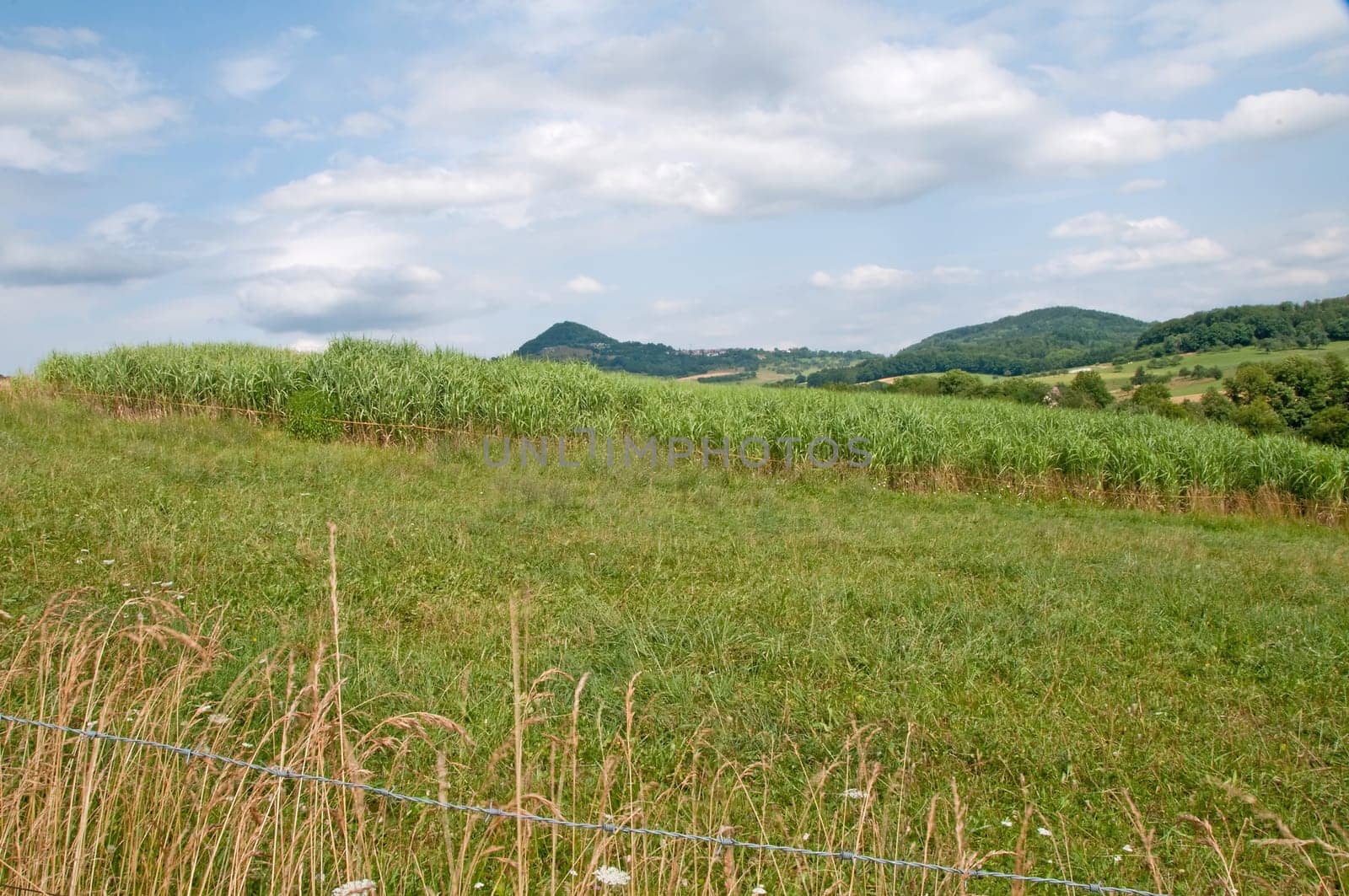 miscanthus,chinaschilf