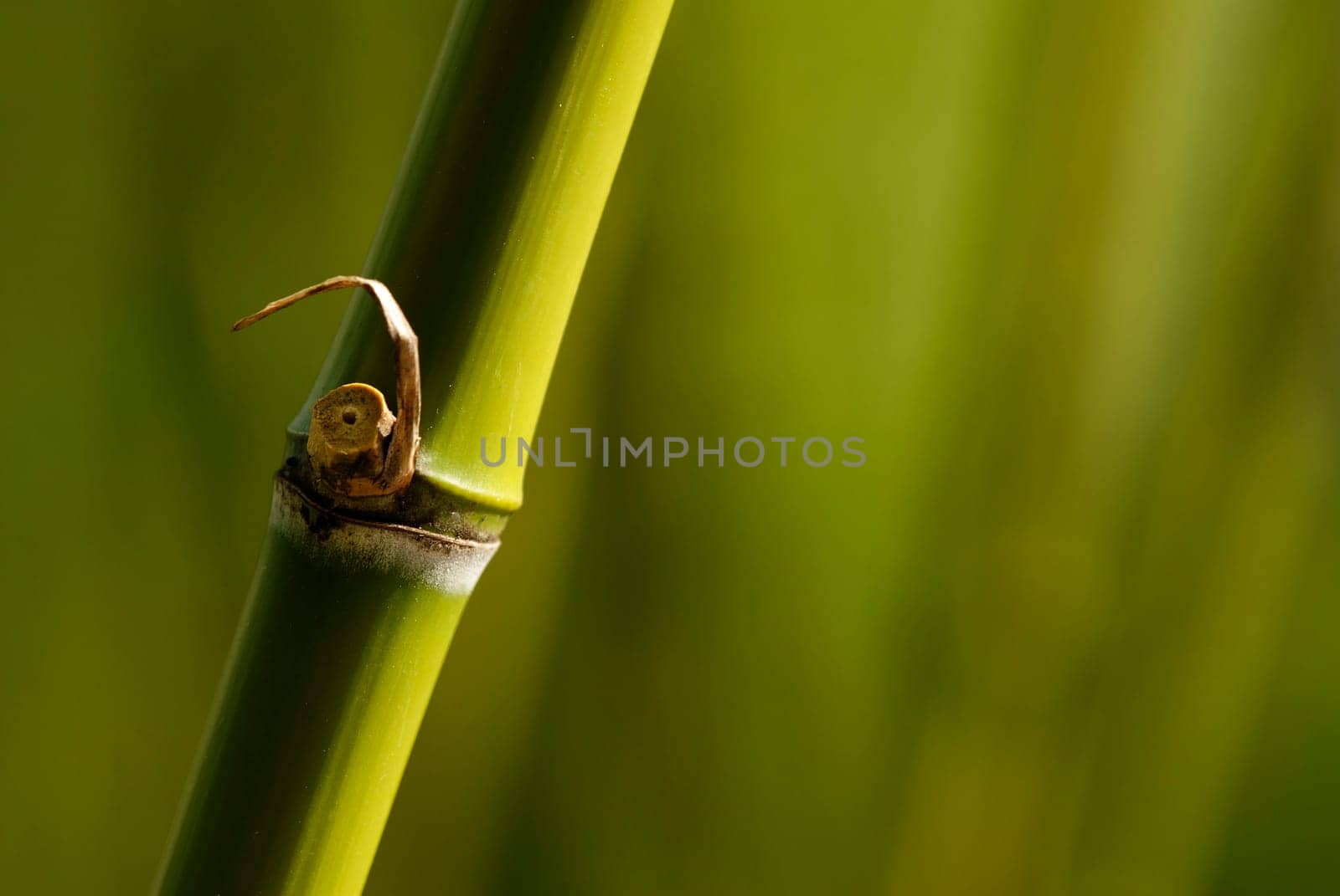 Bamboo cane green