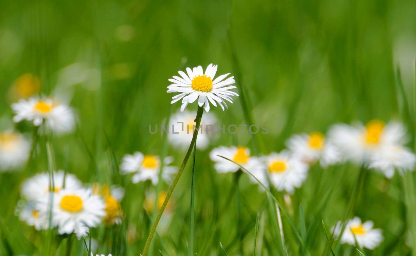 Daisies on a meadow