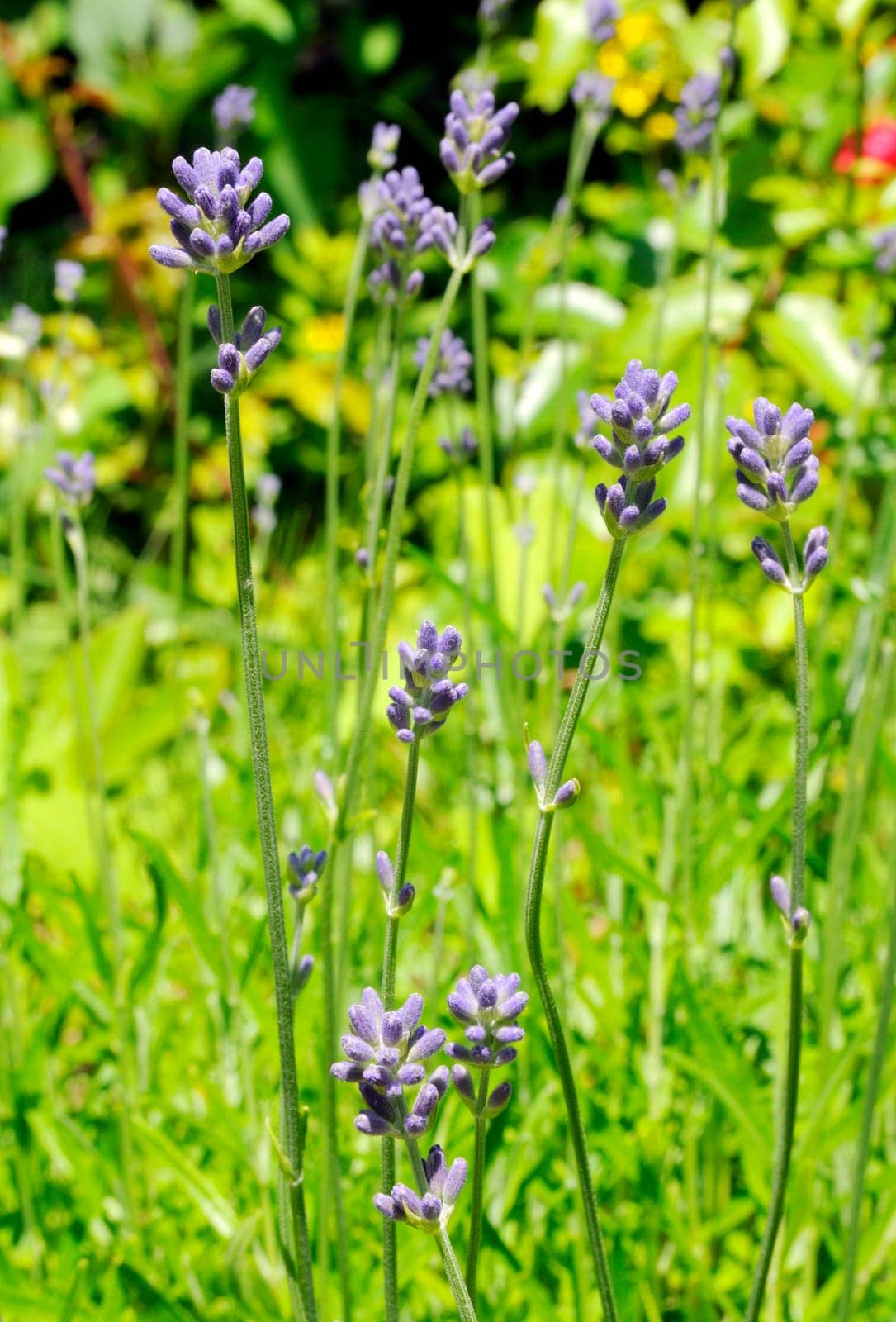 Lavender plants in a meadow