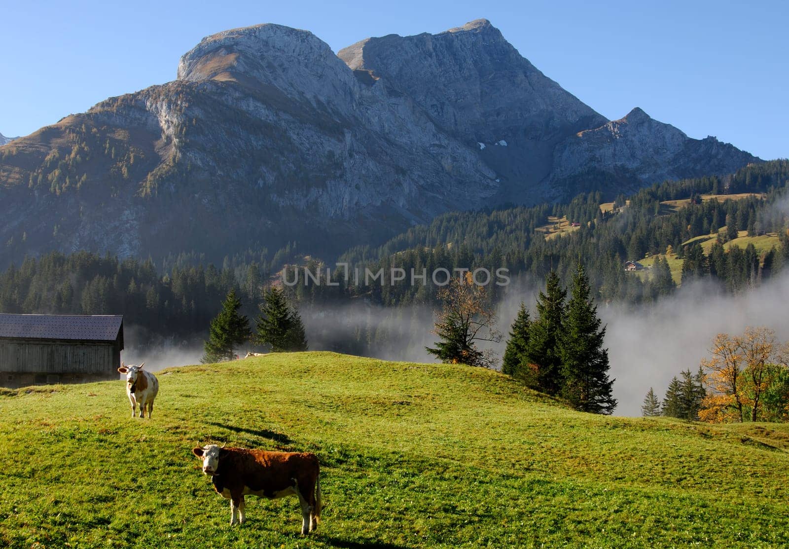 Cows on the alpine pasture,Bernese Oberland,Switzerland