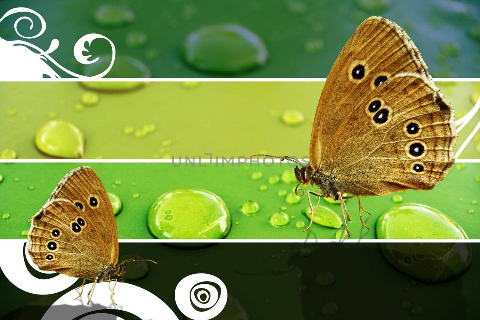 Butterflies playful