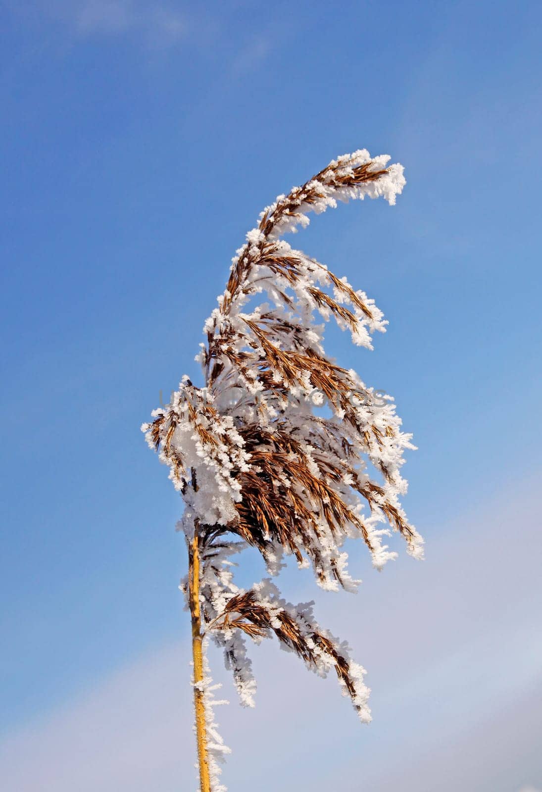 Reed in winter,Phragmatis