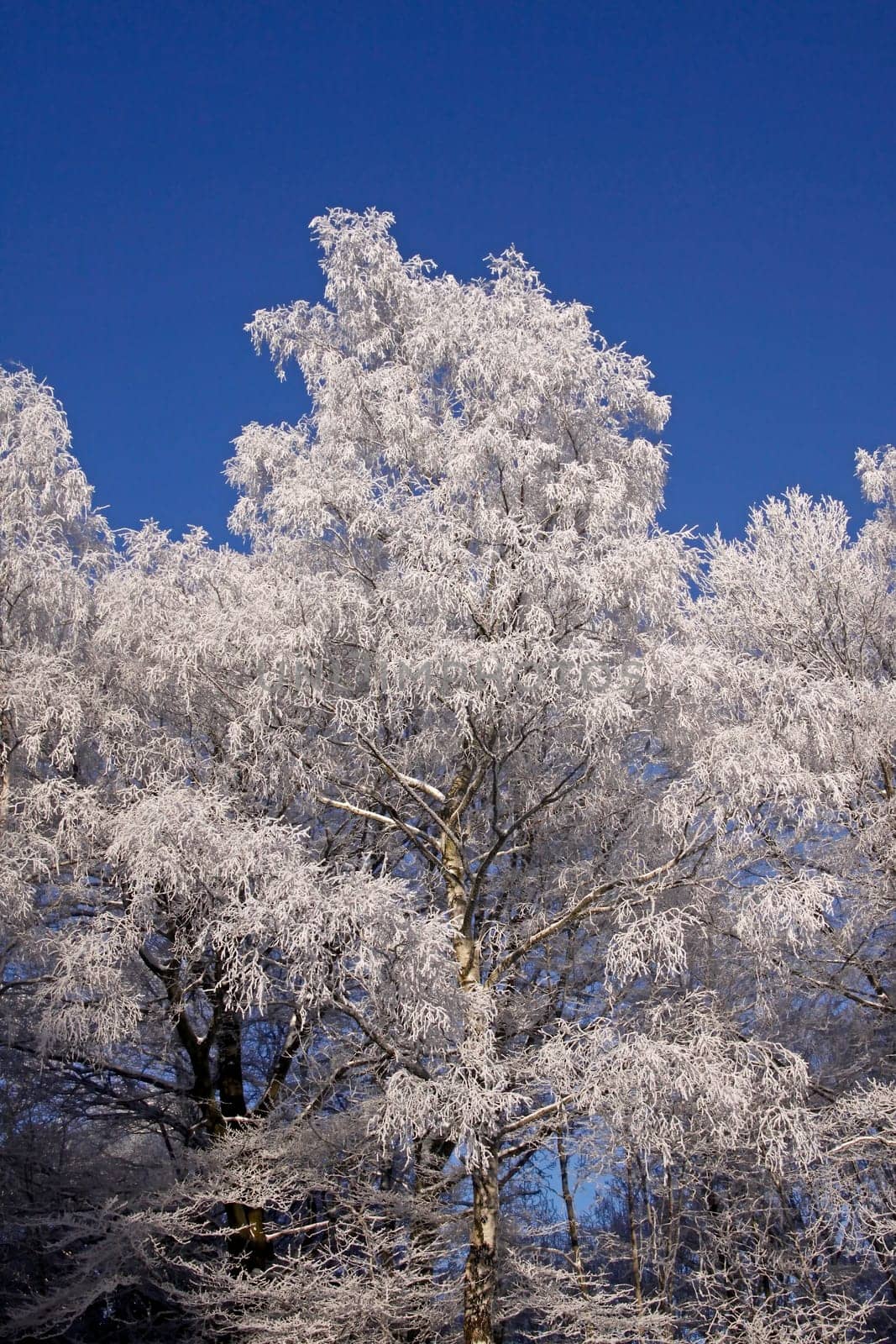 Birch with hoarfrost in winter