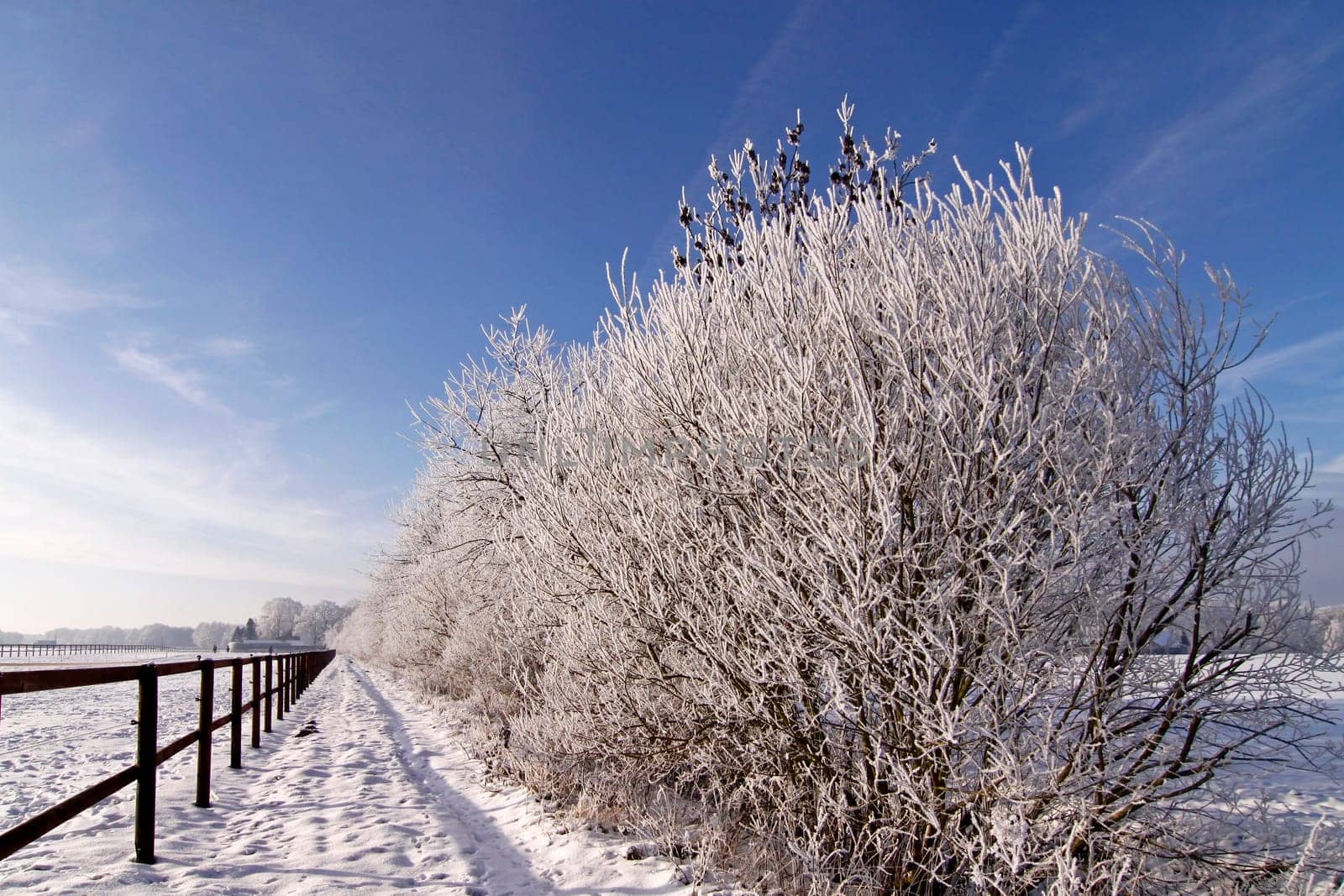 Shrubs in front of a dirt road with hoarfrost