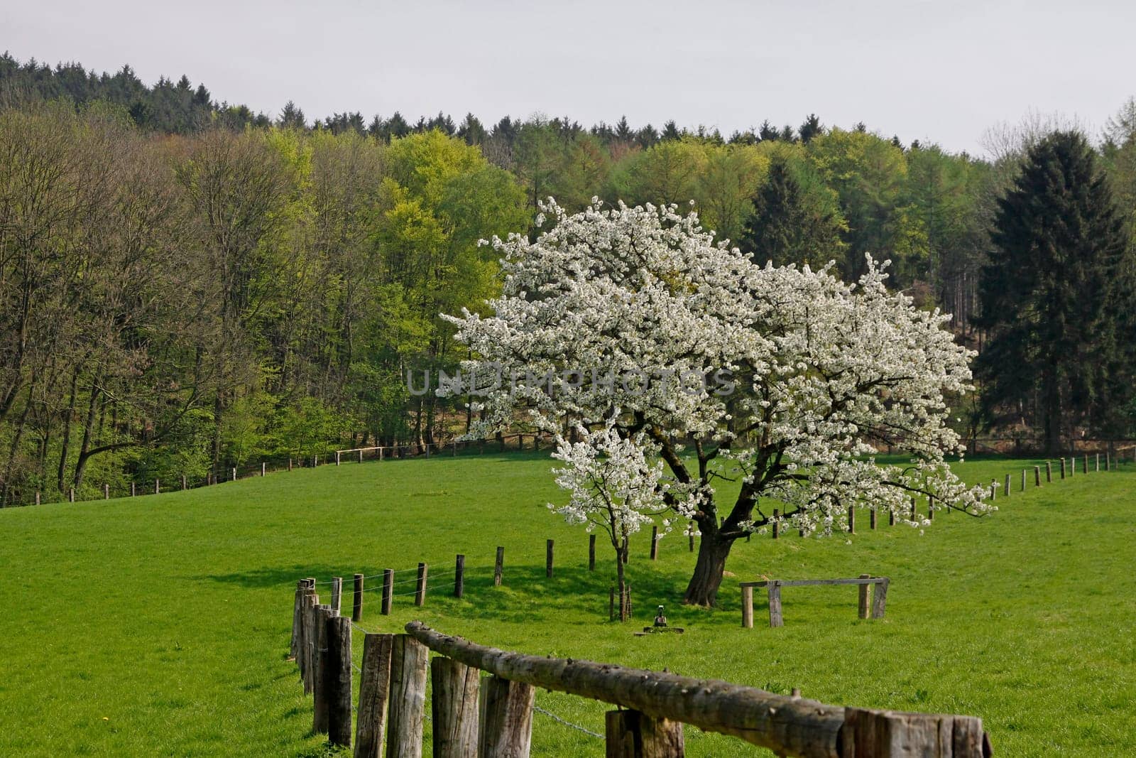 Spring landscape with cherry trees