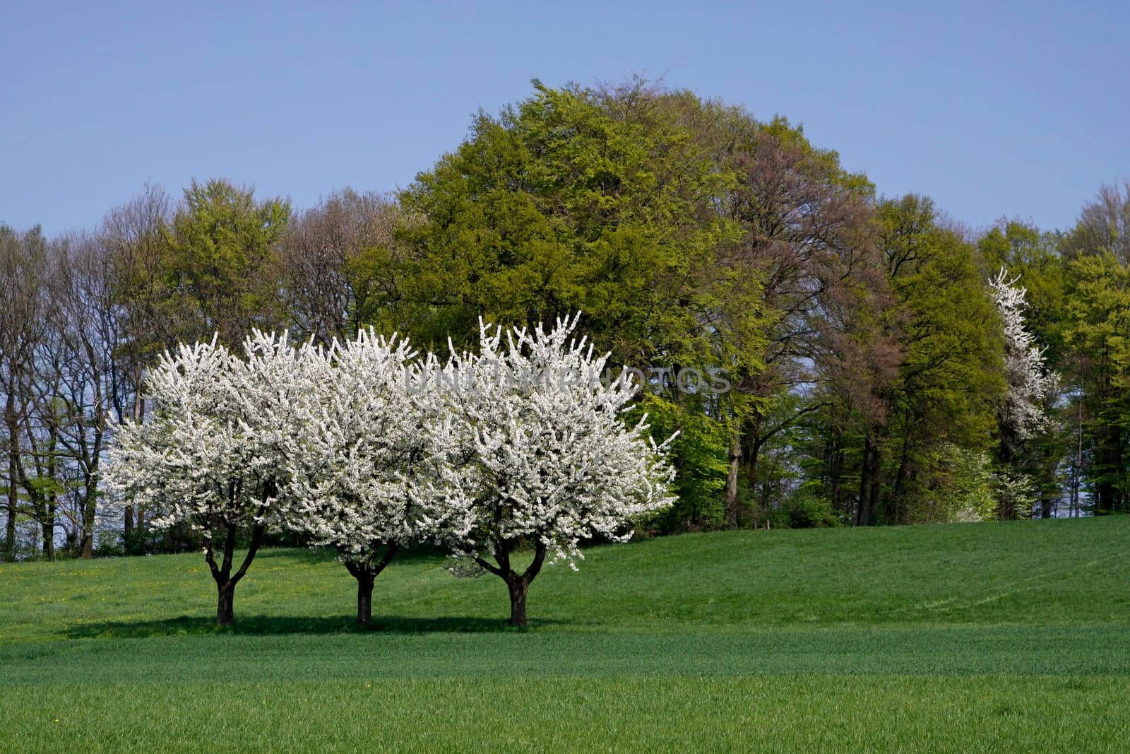 Spring landscape with cherry trees