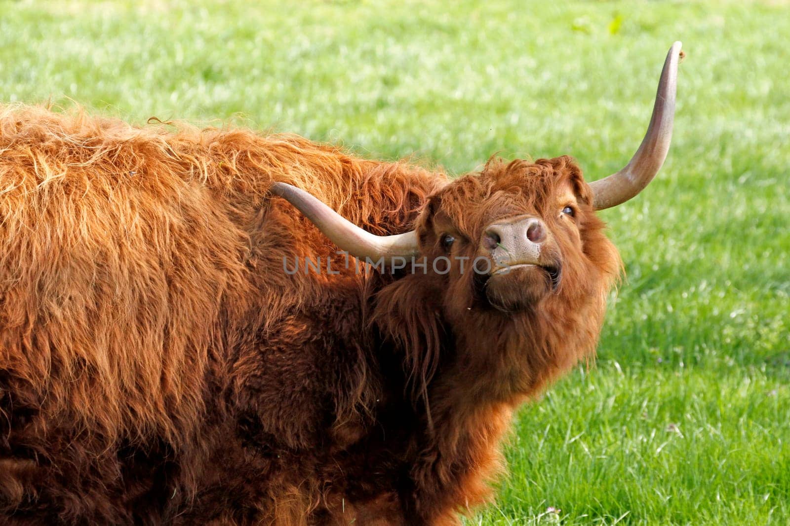 Scottish Highland cattle