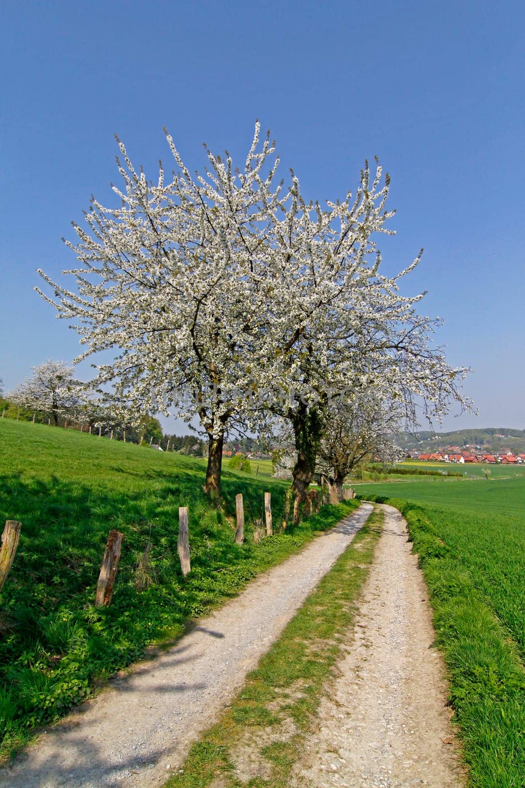 Hiking trail with cherry trees in April