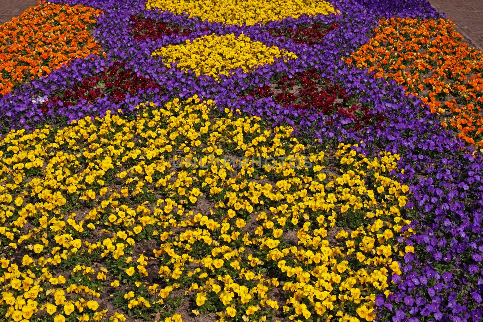Viola Hybrids,Violet Mix - Viola Hybrids,Pansy Mix