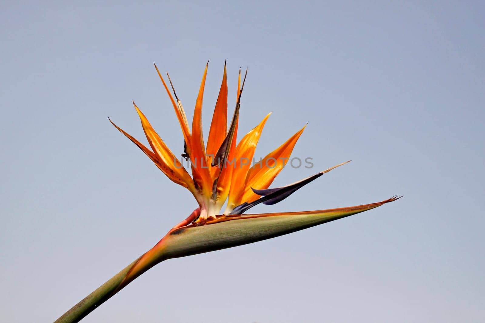 Strelitzia reginae,Bird of Paradise Flower,Strelitzia