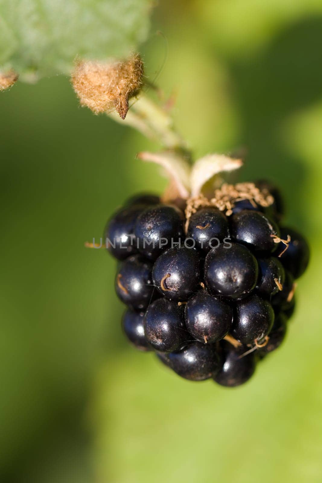 Blackberry,Macro