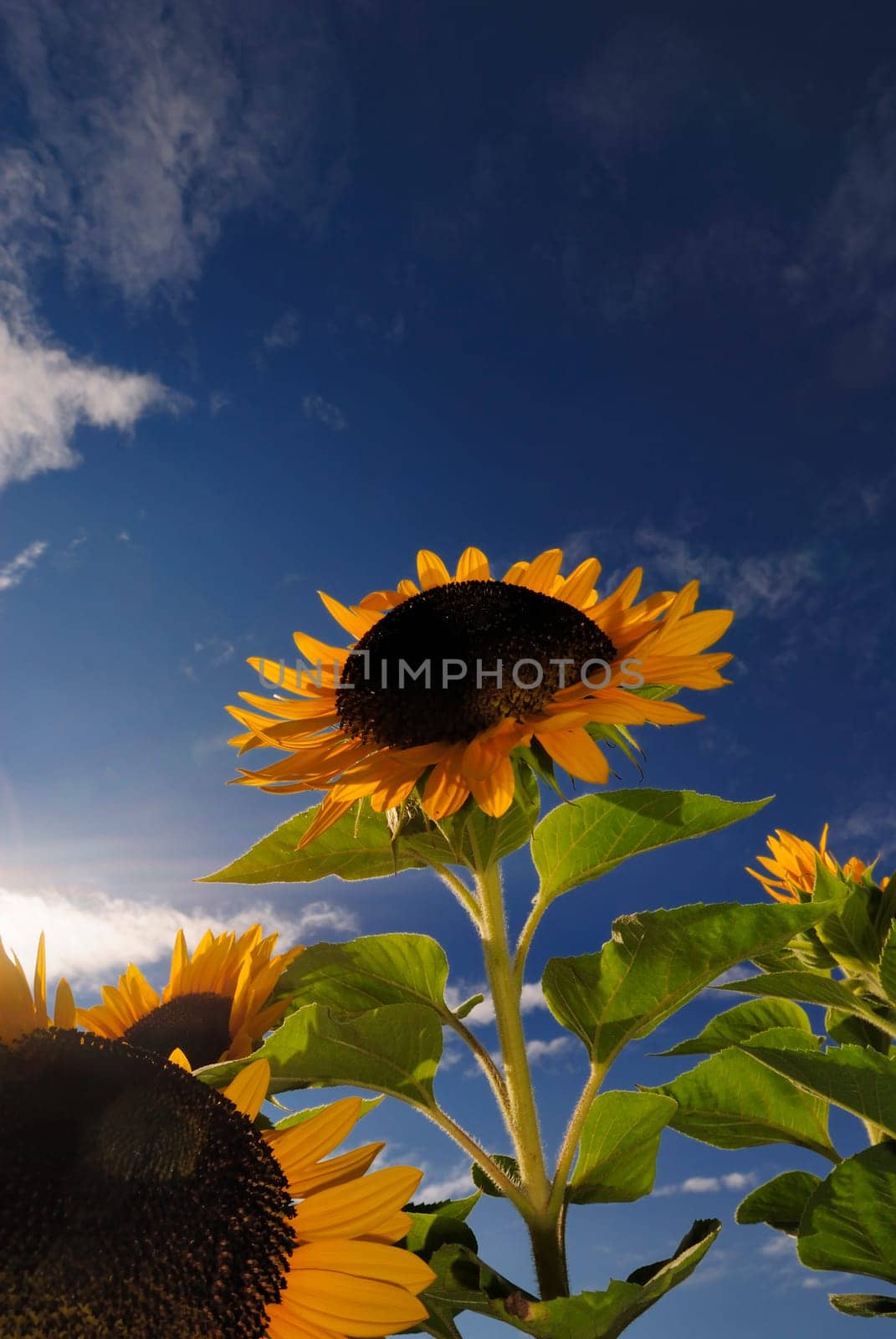 Helianthus annuus
