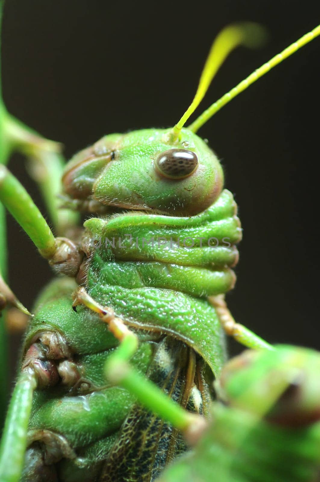 Giant grasshopper