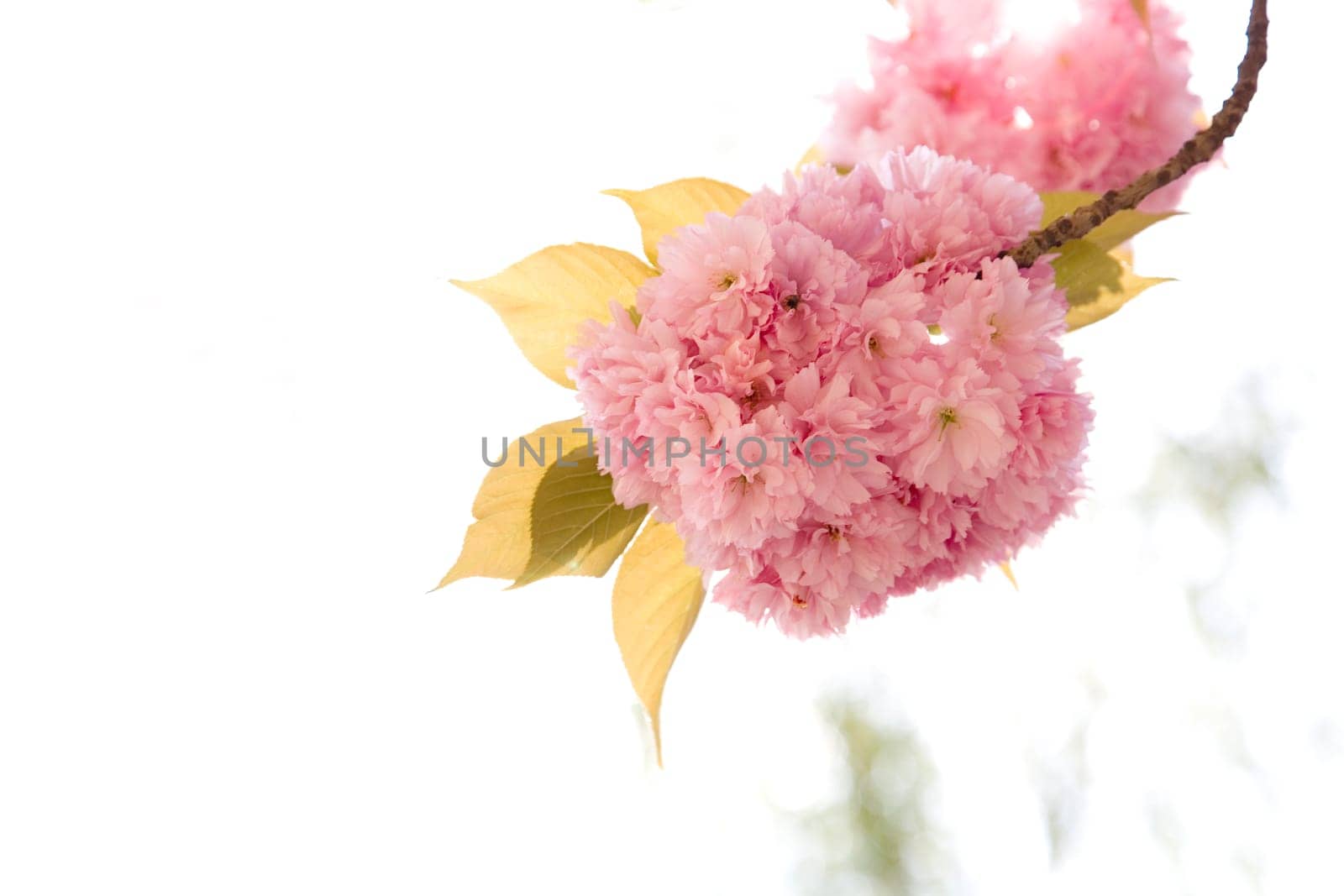 Blossoms in spring,blossoms of cherry trees and ornamental cherries in the garden.