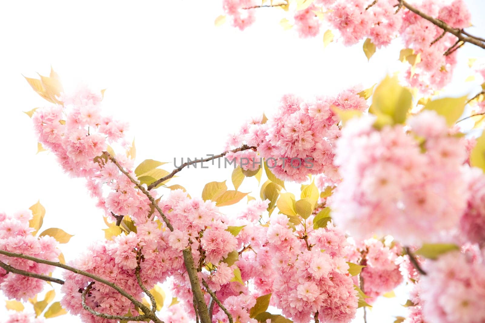 Blossoms in spring,blossoms of cherry trees and ornamental cherries in the garden.