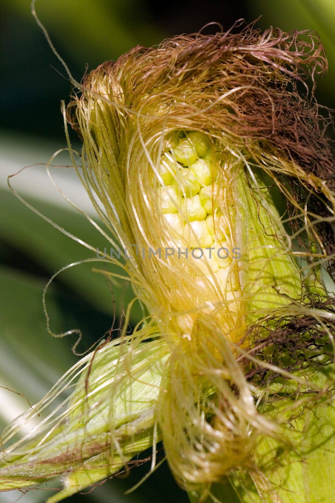 Corn field in summer
