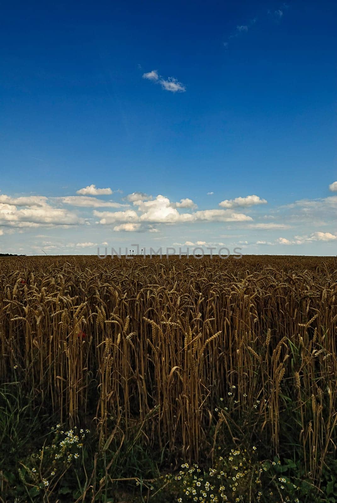 Wheatfield