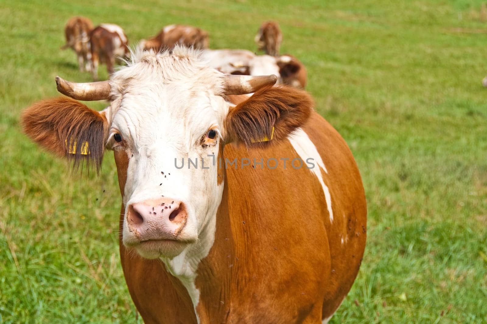 Cow