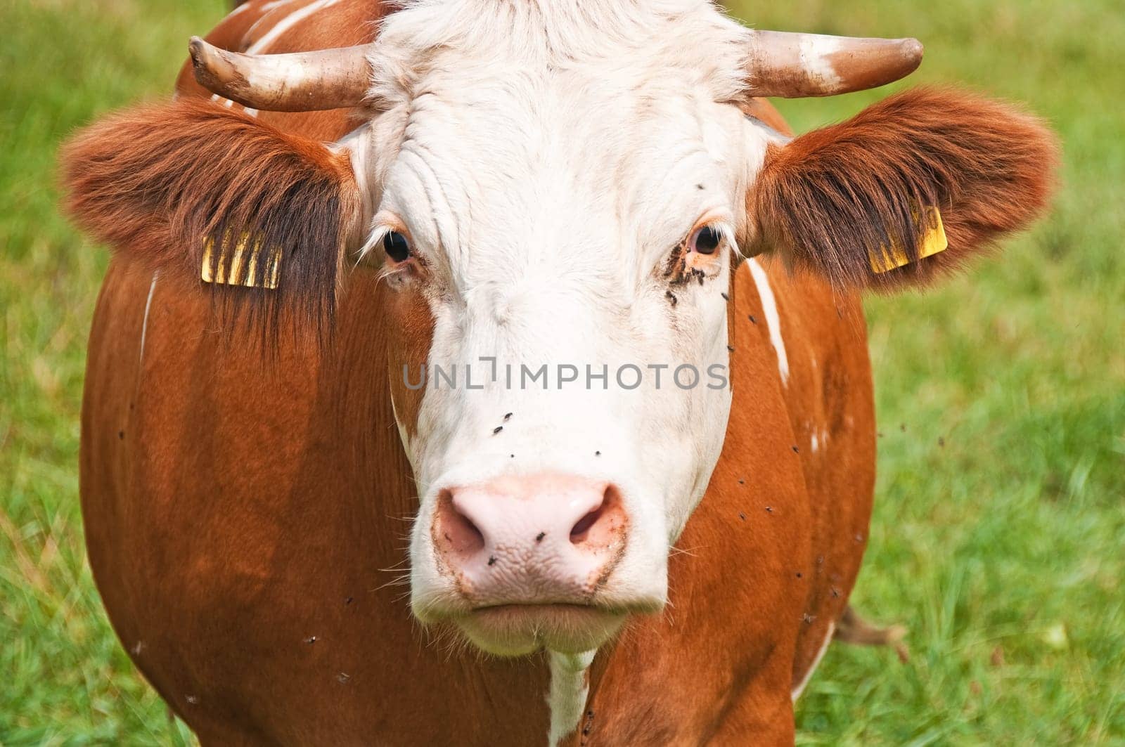 Cow