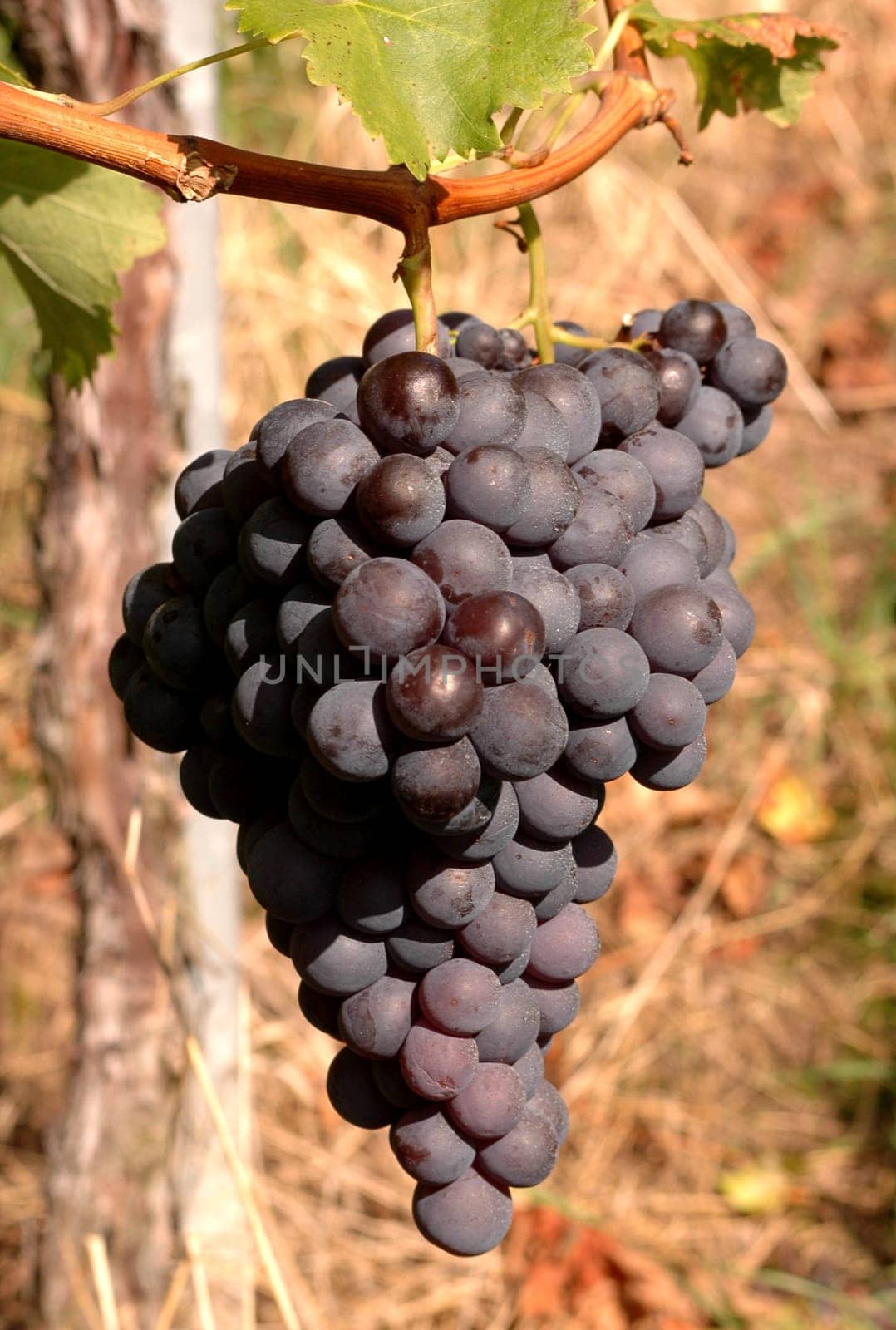 Trollinger Grape