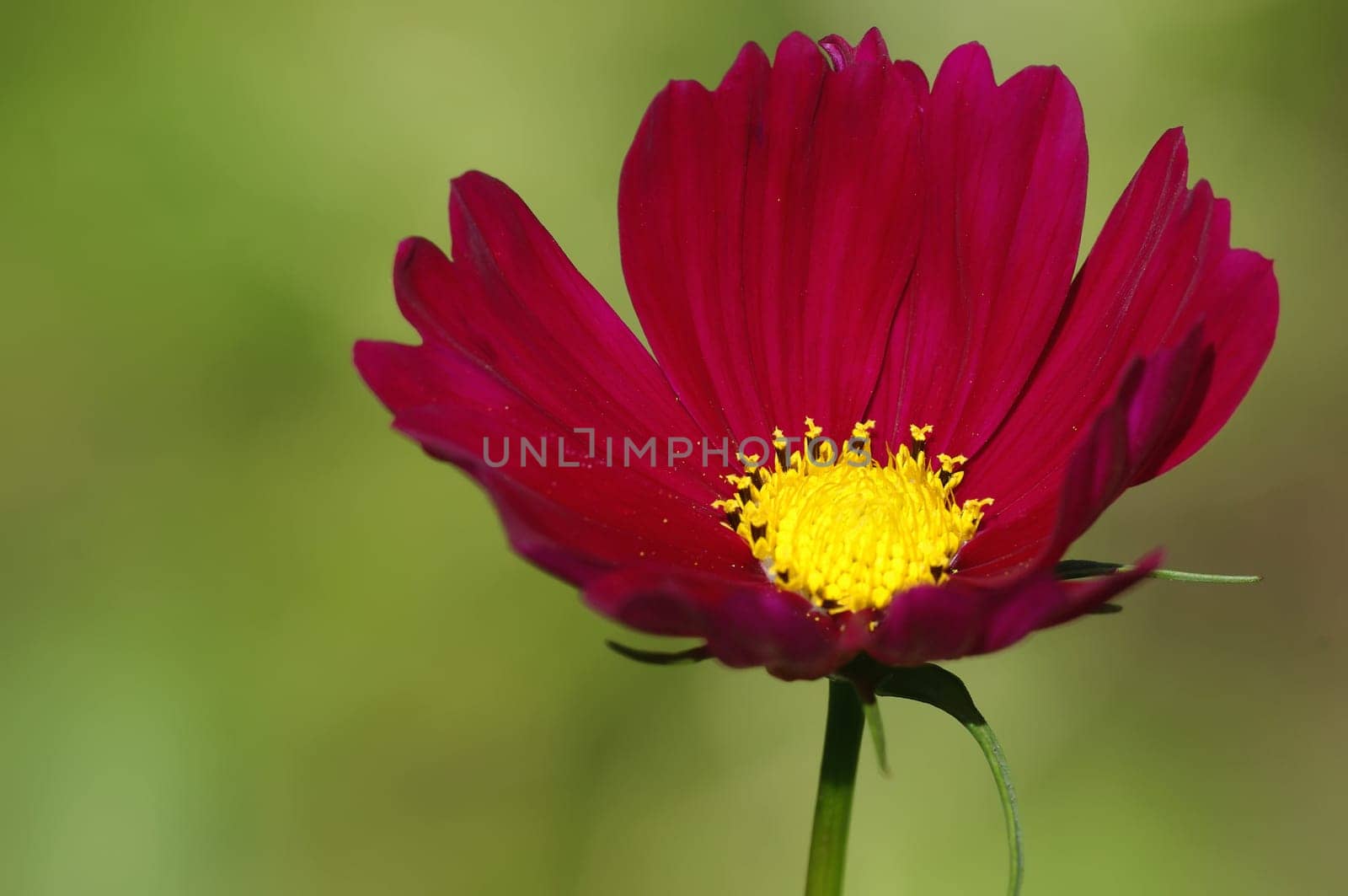 Cosmea