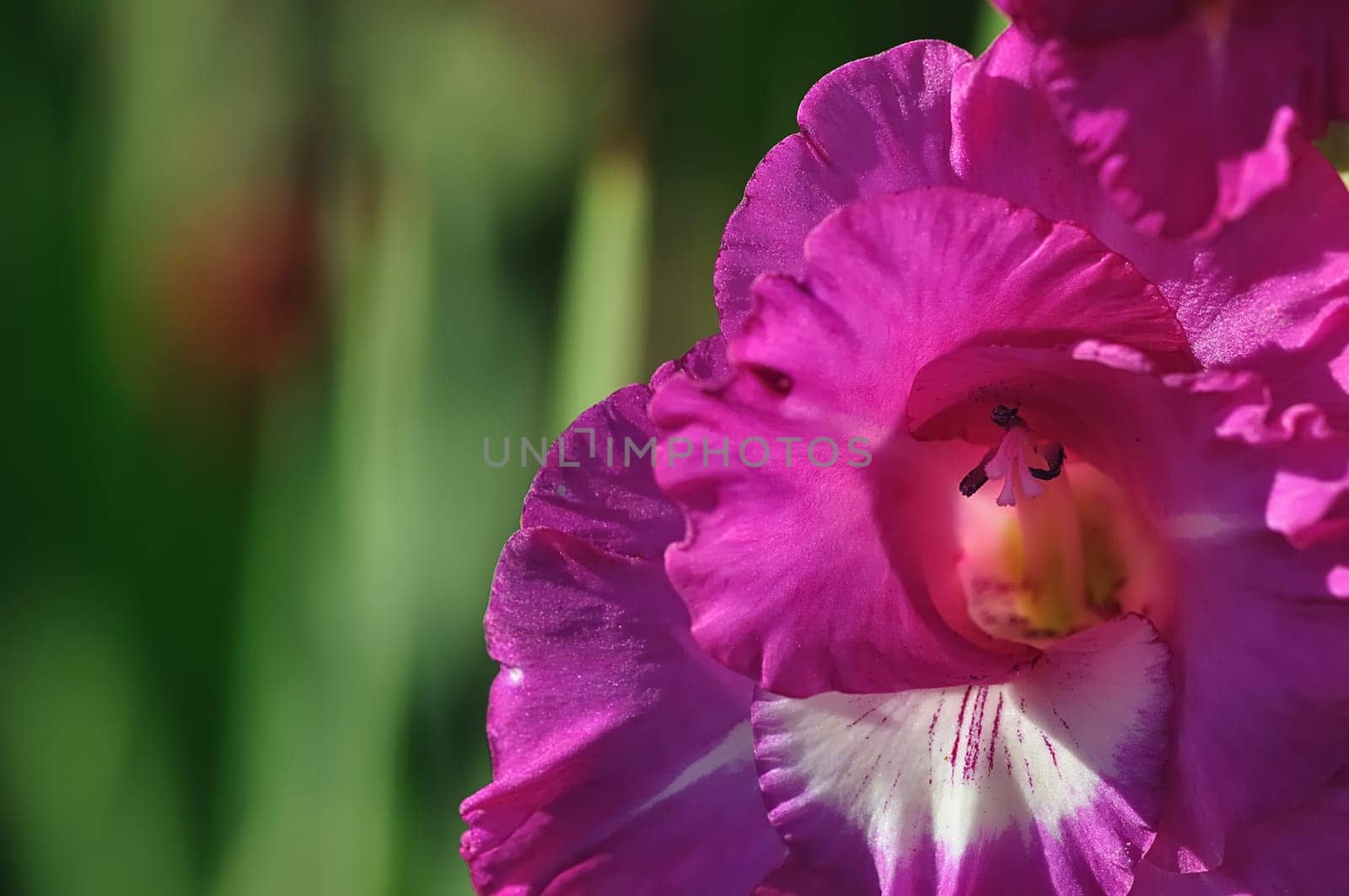 Gladiolus 2