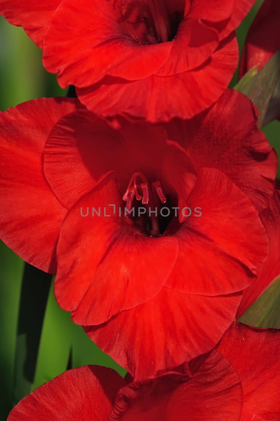 Iris 45