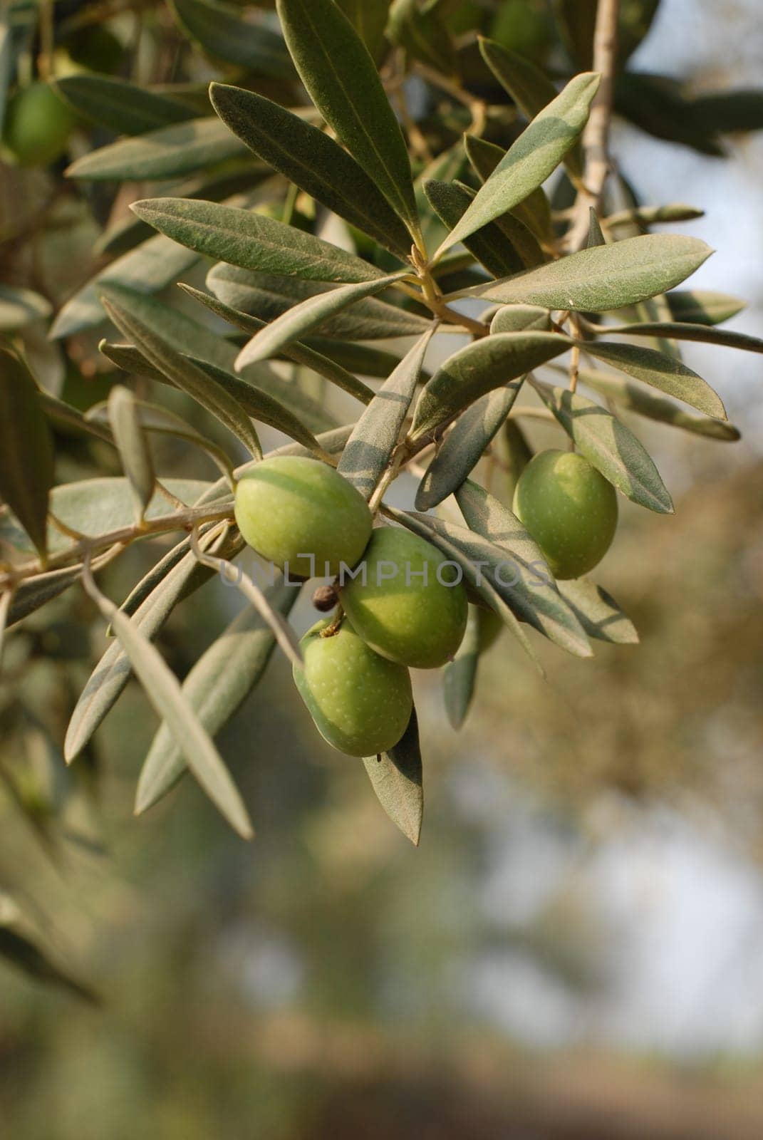 Olives