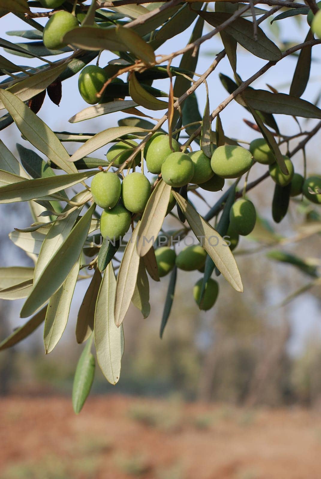Olive tree