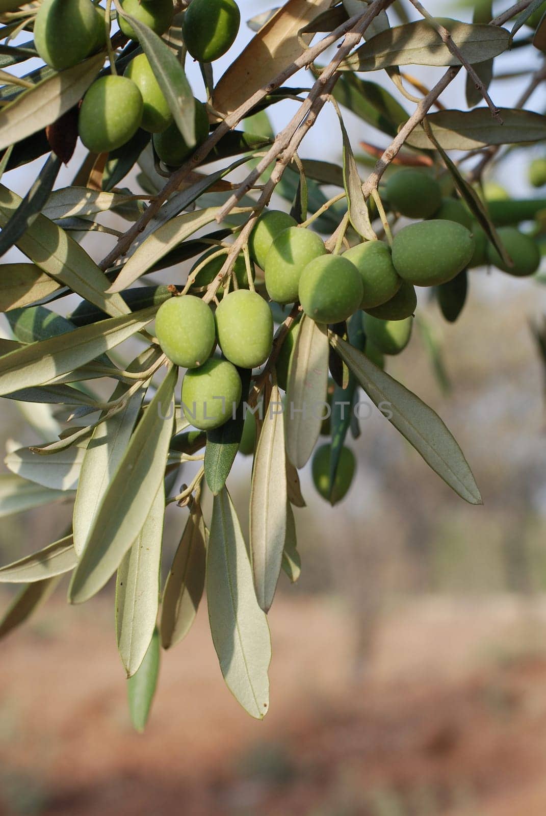 Olive tree