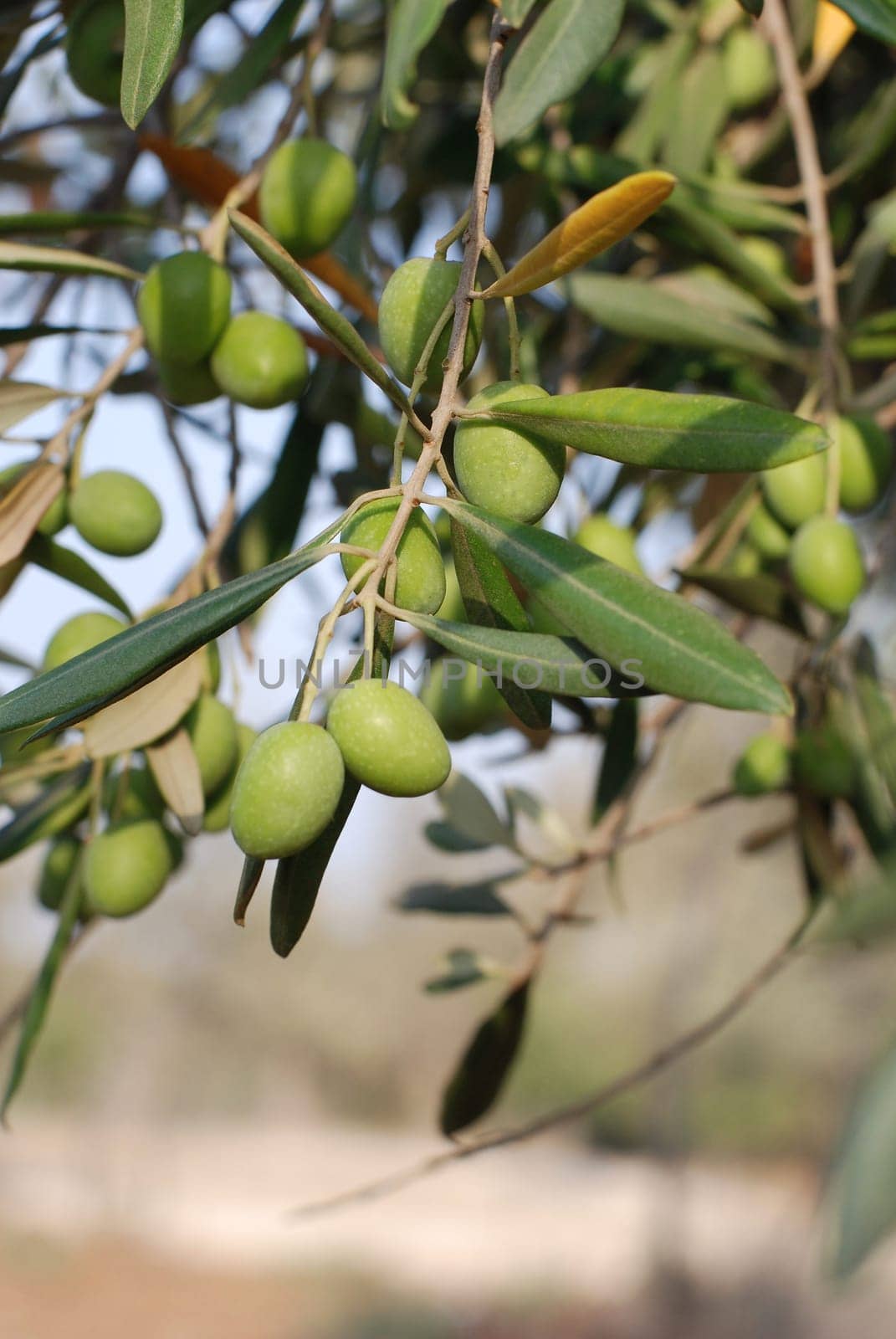 Olives