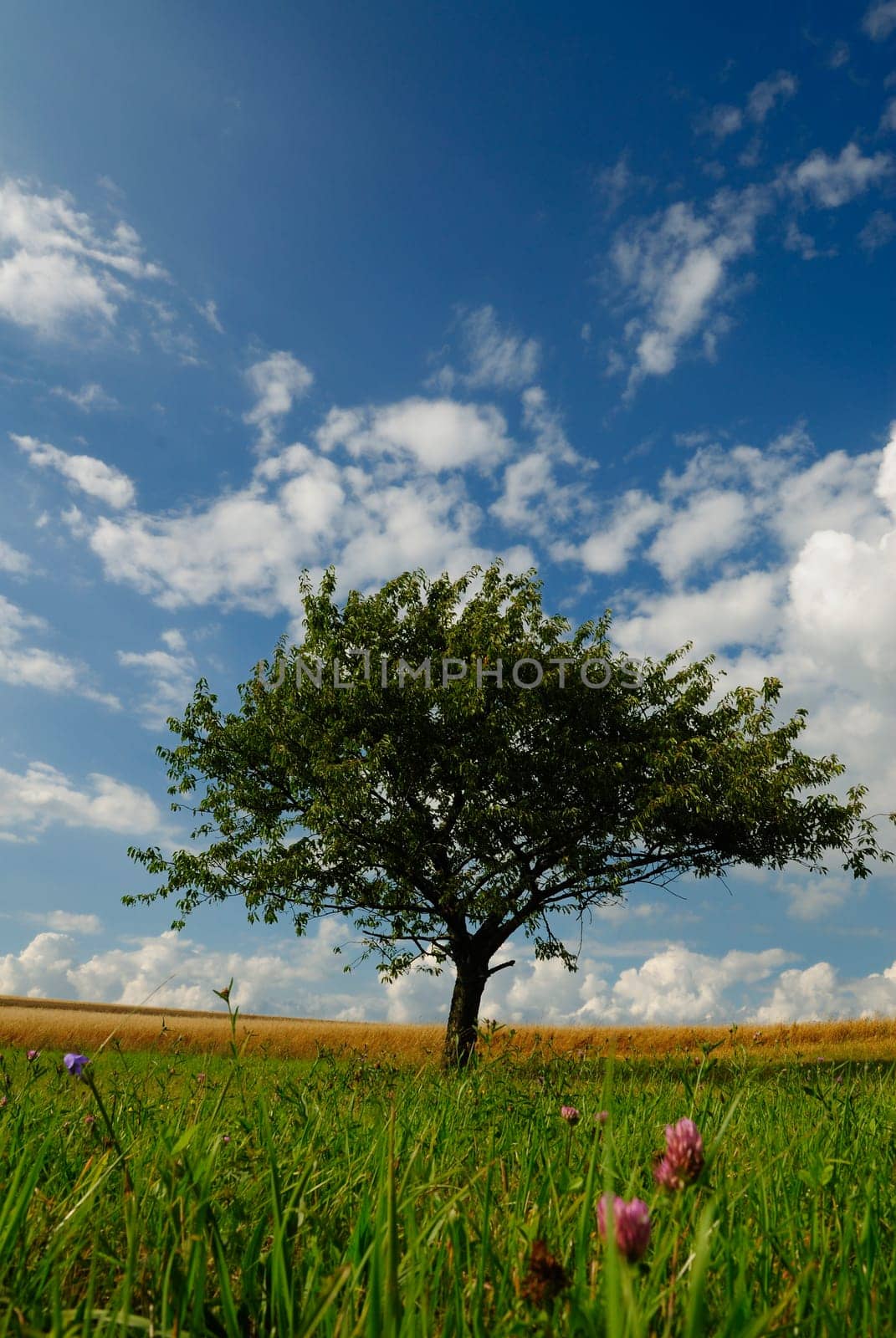 August afternoon